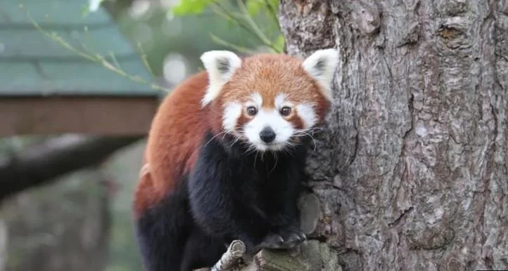 Baby Red Panda Stressed to Death by Fireworks