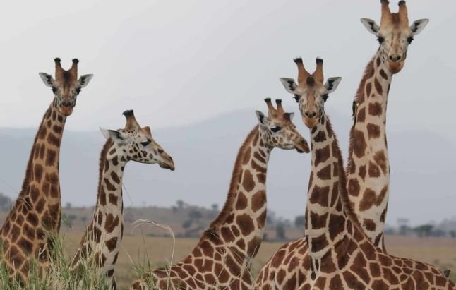 Remembering Marius, Giraffe Chopped Up by Danish Zoo Keepers as Kids Watched