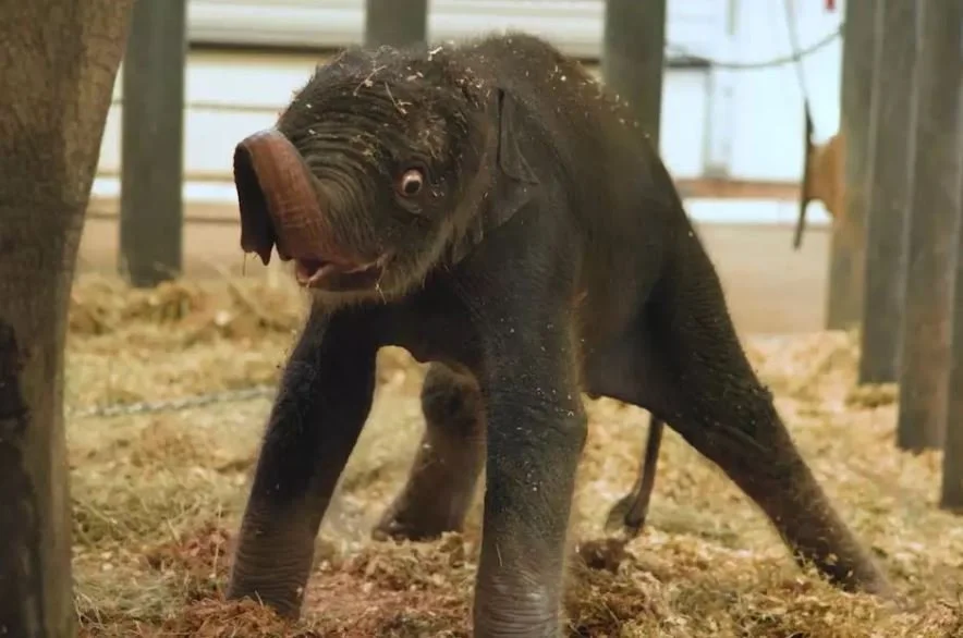 Houston Zoo Delivers Two New Additions to the World