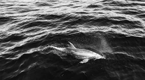 World’s Loneliest Dolphin Talks to Himself in Baltic Sea