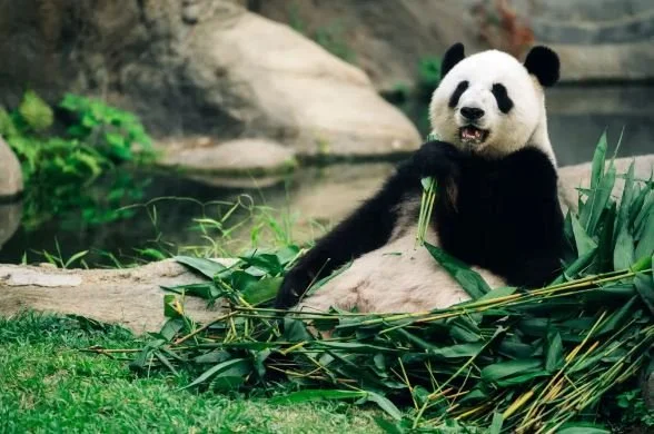 Where’s All the Panda Money Going?&nbsp;