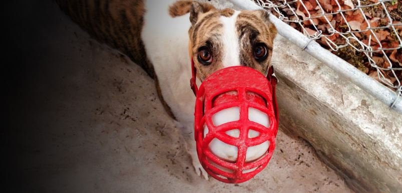 New Zealand Will End Greyhound Racing in 2026