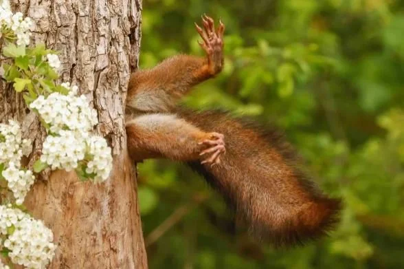 Squirrel Stuck In a Tree Is a Laughing Matter
