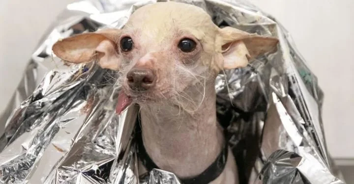 Britain’s ‘Ugliest Dog’ is Actually Beautiful on the Inside