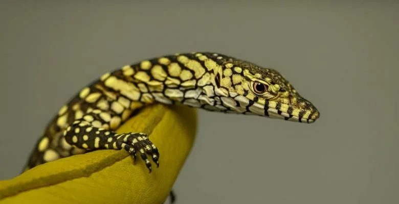 Chic Perentie Lizard Finally Gives Birth in LA Zoo