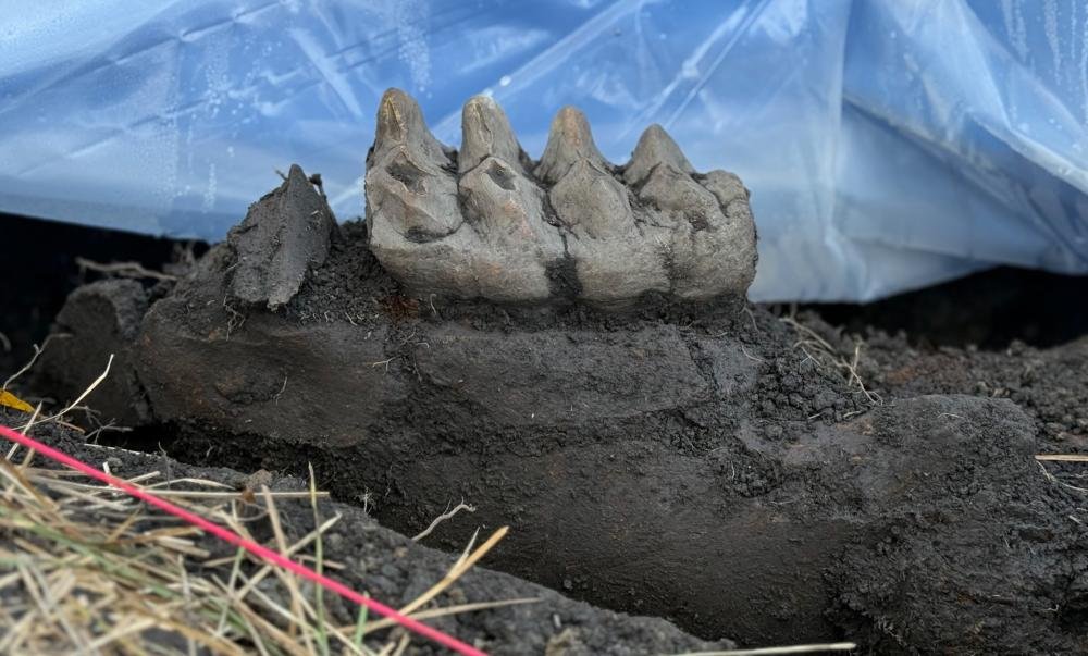 Mastodon Remains Unearthed in New York State