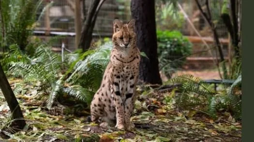 Bird Flu WipedOut 20 Big Cats in Washington Sanctuary
