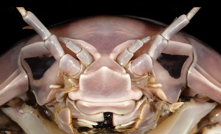 Supergiant ‘Darth Vader’ Bug Discovered in South China Sea