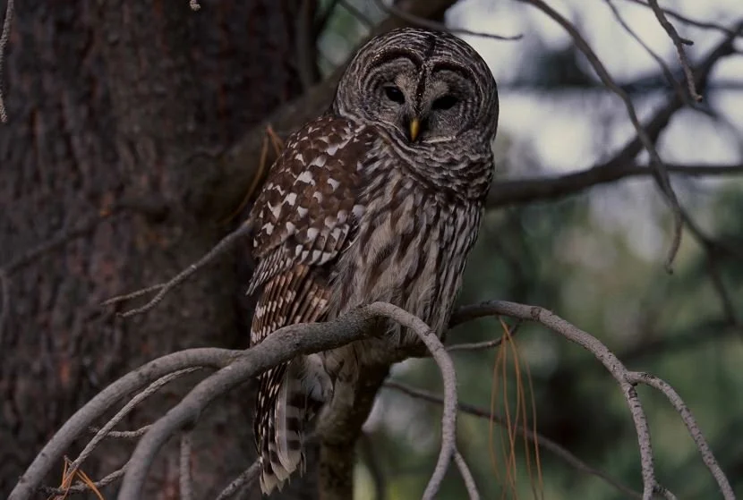 Biden Wildlife Agency Approved Billion $ Plus Plan to Shoot 450,000 Barred Owls&nbsp;