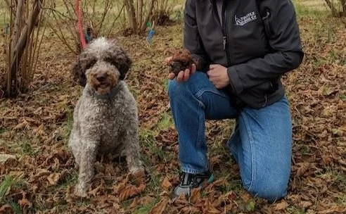 Two New Truffle Species Discovered (by Dogs)
