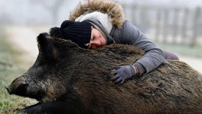 Rillette the Wild Boar Escapes French Authorities