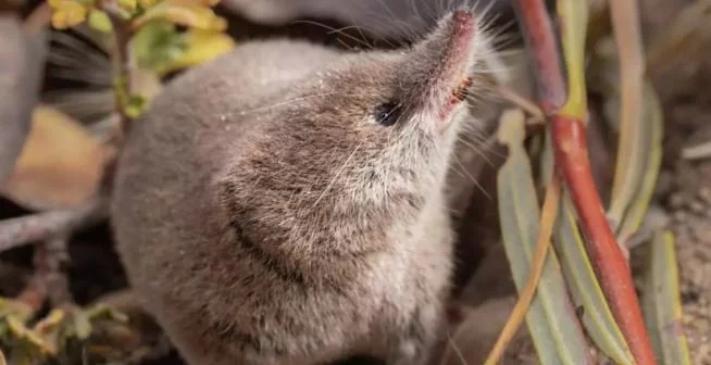 California’s Venomous Shrew Finally Caught on Camera&nbsp;