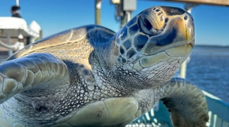 Florida Freeze Makes 1,200 Sea Turtles Comatose