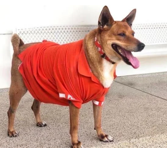 Thai Princess Adopts Moo Daeng, the Grieving Dog Found Outside a 7-Eleven&nbsp;