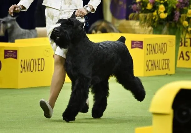 Giant Schnauzer Is Top Dog At Westminster Show
