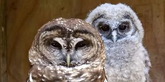 It’s Valentine’s Day! Neuter a Stray to Commemorate Your Ex!