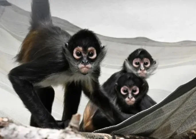 Smuggled Spider Monkeys Open $66 Million Center at Chicago’s Brookfield Zoo&nbsp;