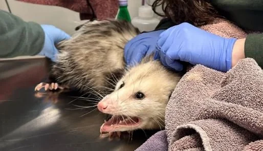 Opossum Hospitalized After Gorging on Chocolate Cake