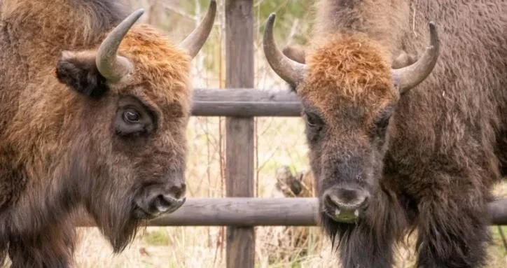 In a First, British Bison Use Needles&nbsp; to Vax Themselves
