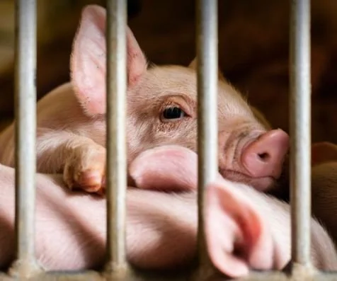 Three Starving Piglets Rescued from&nbsp;Art Project Distressing Danish Sausage Shoppers&nbsp;