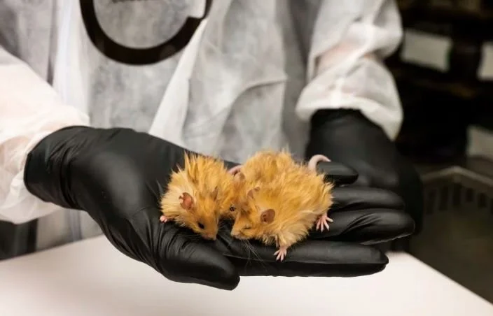 Wooly Mammoth Resurrection Begins with a Mouse