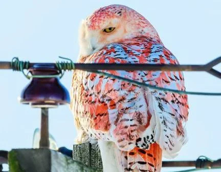 How Did a Snowy White Owl Turn Orange &amp; Red?