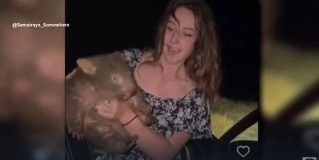 Influencer Feels the Wrath of Australian Wombat Lovers