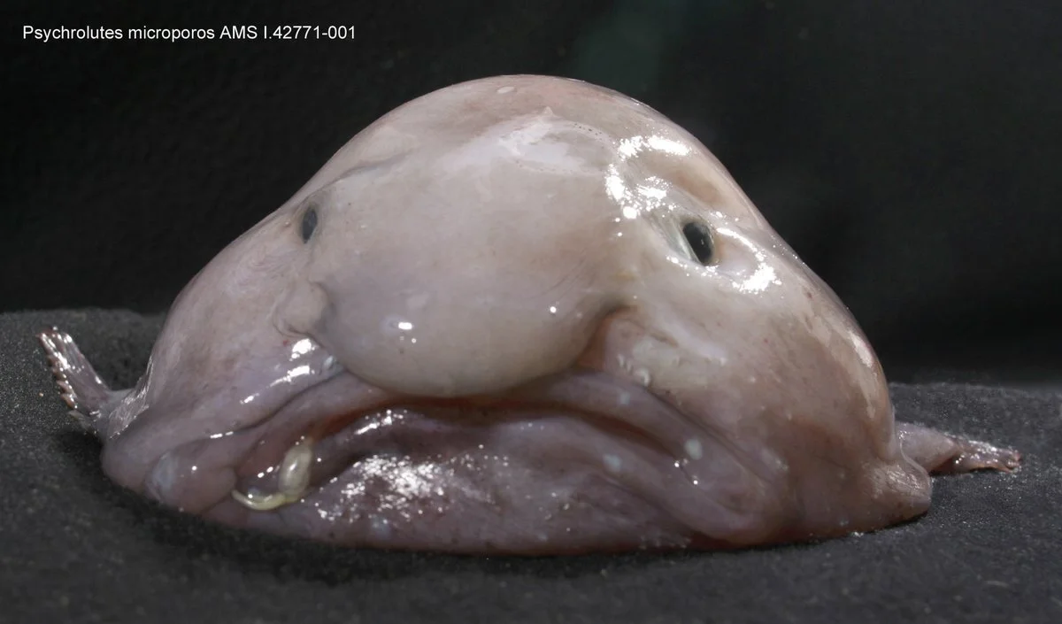 World’s Ugliest Creature  Is Now Fish of the Year