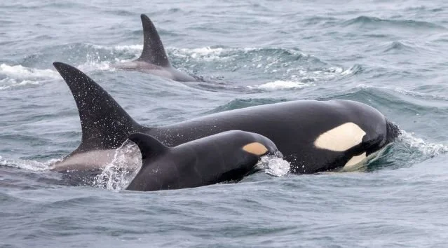 Orca Calf Born to Famed Killer Whale Sedna, a Sea World Survivor,  Spotted in the Salish Sea