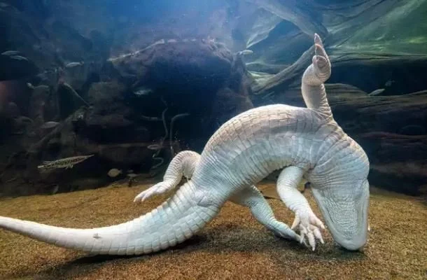 Claude the Albino Alligator Makes His Film Debut