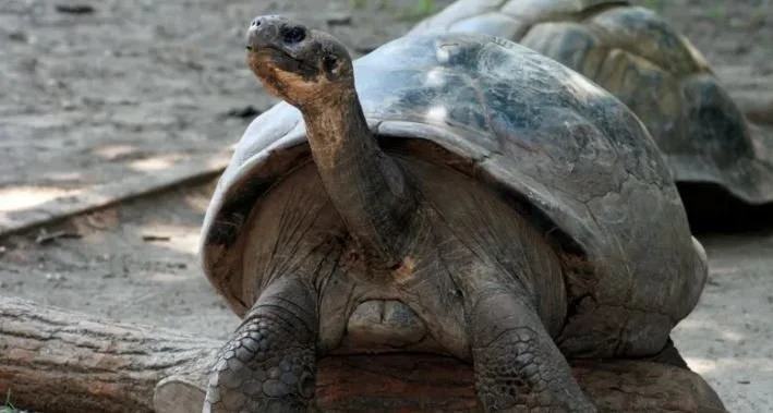 100-Year-Old Tortoises Become First-time Parents