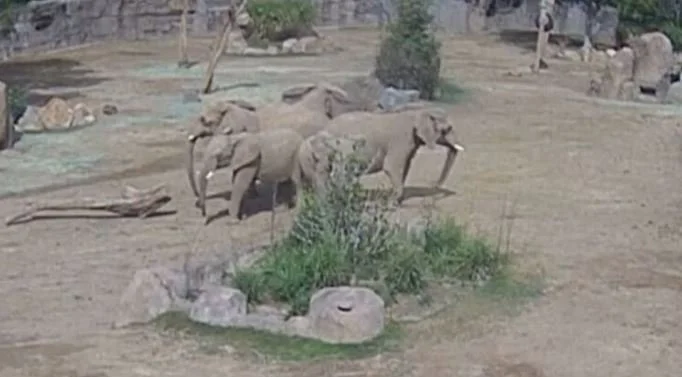 Adult Elephants Circle Around Their Young During San Diego Earthquake