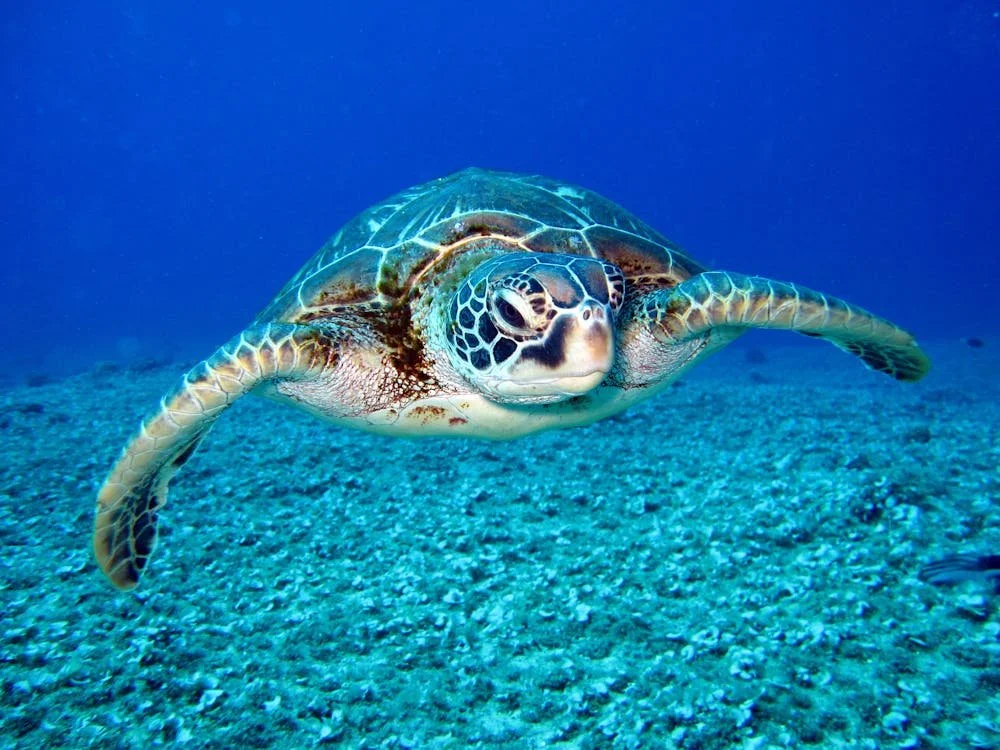 Tears of the Sea Turtle Might Be Key to Navigation Mystery