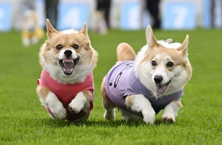 Juno the Corgi is Top Dog in Scotland Race