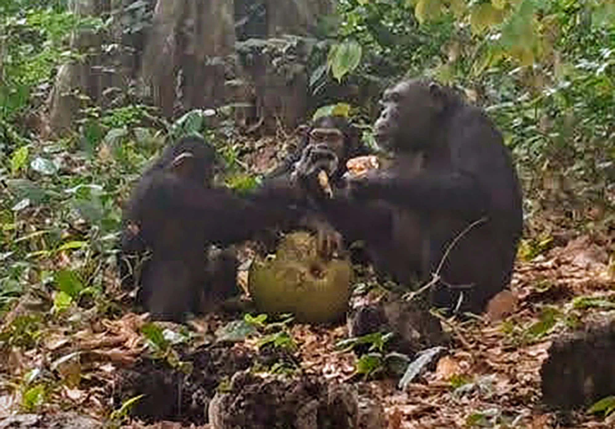 Chimps Caught on Film Sharing Boozy&nbsp; Fruit