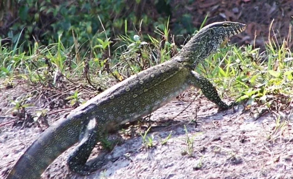 Florida Battles Six-Foot Predator from the Nile