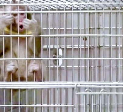 Trump’s War on Science is Good News for Beagles