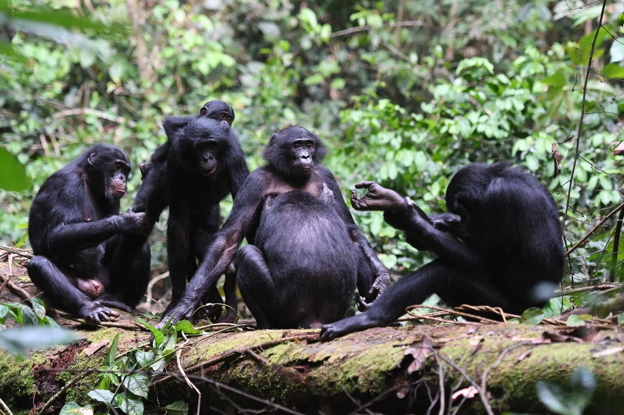 Female Bonobos Work Together to Rule the Troops