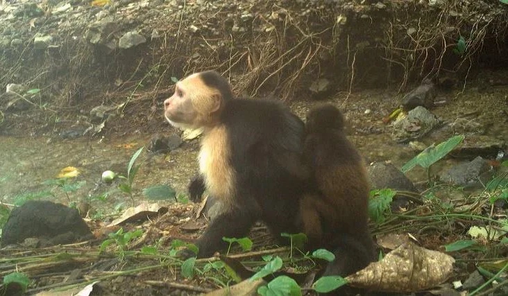 Why Are Capuchin Monkeys Abducting Baby Howlers?