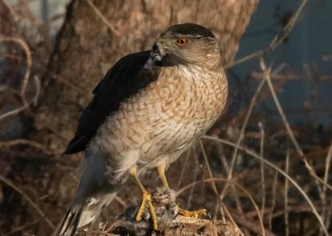 Clever Hawk Uses Crosswalk Signal to Nab Prey