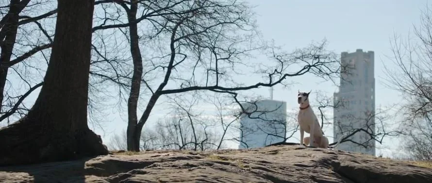 Apollo Is a Dog in Mourning in “The Friend”