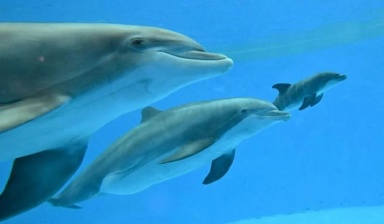 Bottlenose Dolphin Calf Takes First Breath in Chicago Zoo