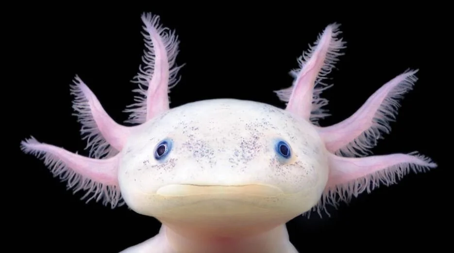 The Axolotl Gets New Life With Captive Breeding