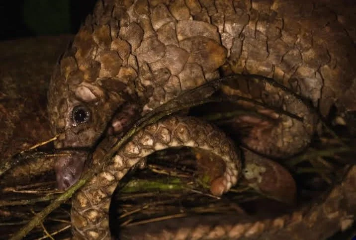 The Pangolin May Get a Little Help