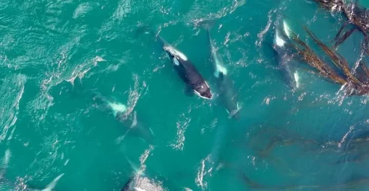 Clever Orcas Fashion Kelp Loofahs to Exfoliate&nbsp;