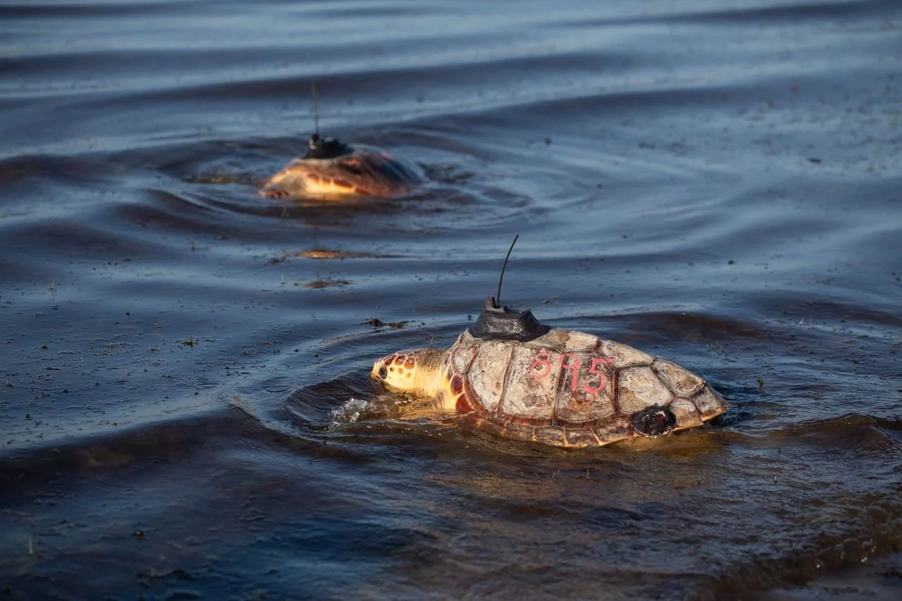 Quincy Aquarium Releases 17 ‘Greek’ Sea Turtles After Long Rehab