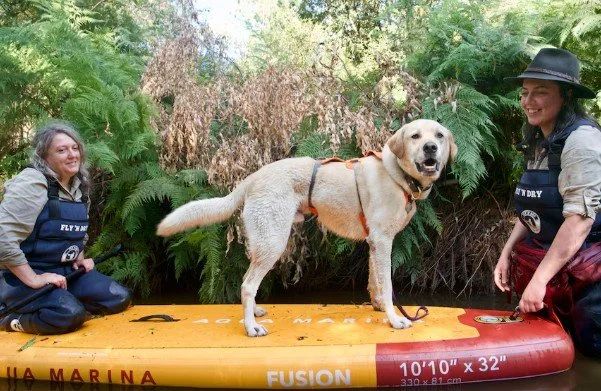 Dogs on Paddleboards Join Platypus Conservation Team