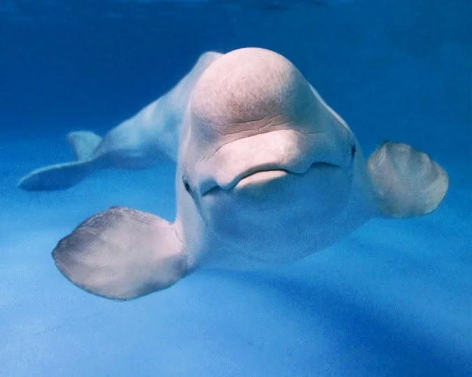 Canadian Marine Park Threatens to Murder 30 Captive Whales