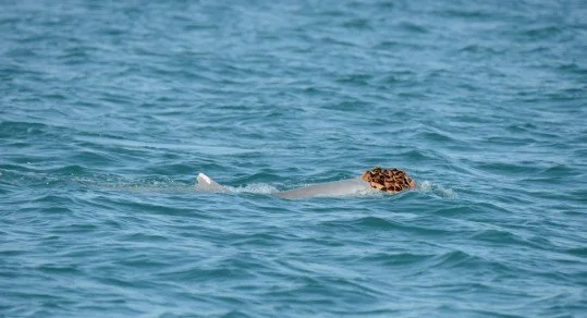 Dolphins Wearing Sponge Hats Woo the Ladies