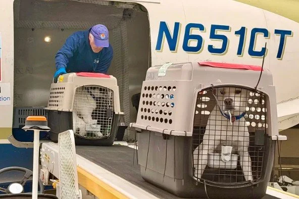 TV Personality Rancic Saves Dogs, Lots of Dogs